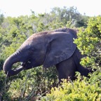 Südafrika - 79.jpg