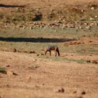 Südafrika - 89.jpg