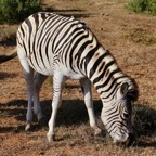 Südafrika - 96.jpg
