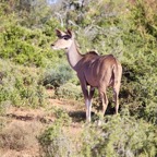 Südafrika - 98.jpg