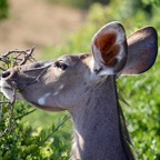 Südafrika - 103.jpg