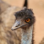 Südafrika - 253.jpg