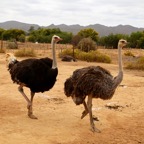 Südafrika - 259.jpg