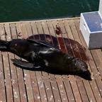 Südafrika - 463.jpg
