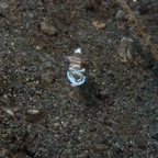 Lembeh Strait - 22.jpg