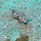 Lembeh Strait - 33.jpg