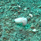 Lembeh Strait - 37.jpg