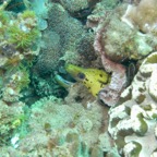 Lembeh Strait - 49.jpg