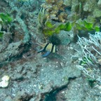 Lembeh Strait - 51.jpg
