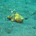 Lembeh Strait - 63.jpg