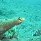 Lembeh Strait - 70.jpg