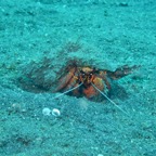 Lembeh Strait - 72.jpg