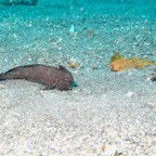Lembeh Strait - 76.jpg