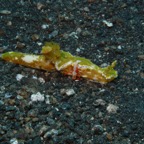 Lembeh Strait - 79.jpg
