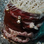 Lembeh Strait - 81.jpg