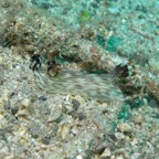 Lembeh Strait - 86.jpg