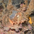 Lembeh Strait - 92.jpg