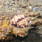 Lembeh Strait - 97.jpg