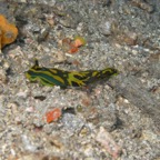 Lembeh Strait - 98.jpg