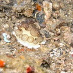 Lembeh Strait - 99.jpg