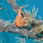 Lembeh Strait - 101.jpg