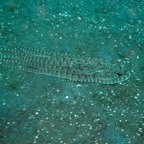 Lembeh Strait - 115.jpg