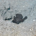 Lembeh Strait - 119.jpg