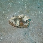 Lembeh Strait - 122.jpg