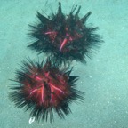 Lembeh Strait - 125.jpg