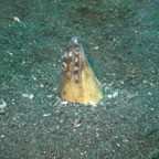 Lembeh Strait - 133.jpg