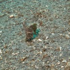 Lembeh Strait - 136.jpg