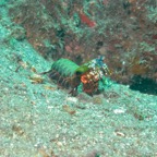 Lembeh Strait - 143.jpg