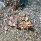 Lembeh Strait - 164.jpg