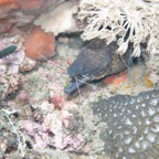 Lembeh Strait - 172.jpg