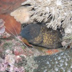 Lembeh Strait - 175.jpg