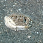 Lembeh Strait - 196.jpg