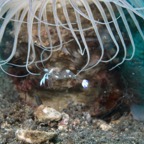 Lembeh Strait - 205.jpg