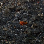 Lembeh Strait - 207.jpg