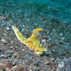 Lembeh Strait - 239.jpg