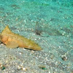 Lembeh Strait - 240.jpg