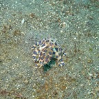 Lembeh Strait - 246.jpg