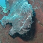 Lembeh Strait - 251.jpg