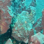 Lembeh Strait - 260.jpg