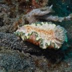 Lembeh Strait - 264.jpg