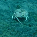 Lembeh Strait - 271.jpg