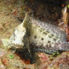 Lembeh Strait - 312.jpg