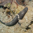 Lembeh Strait - 317.jpg