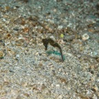 Lembeh Strait - 327.jpg