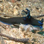 Lembeh Strait - 319.jpg