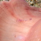 Lembeh Strait - 347.jpg